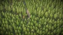 Forest and country road