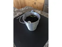 Galvanized pail