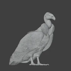 condor