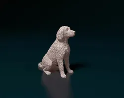 Labradoodle
