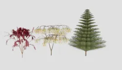 Professional Ornamental Tree Collection