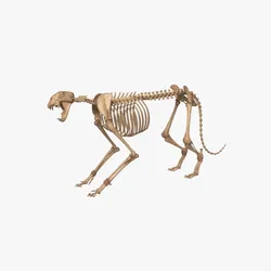 Tiger Skeleton Rigged for Animation