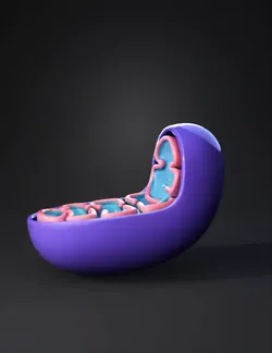 Create a highly detailed 3D mitochondrion model matching a colorful sc