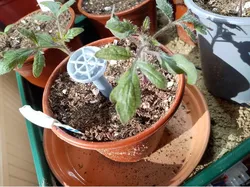 Small watering spike for pot plants with OpenSCAD