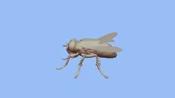 Mosca