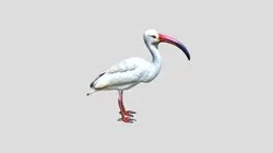 White_ Ibis__4k_HD_ High_ Poly_ High