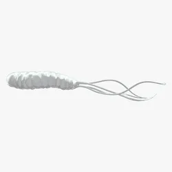 Helicobacter Pylori Bacteria