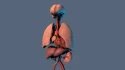 Human Respiratory, Vascular, and Urinary Systems