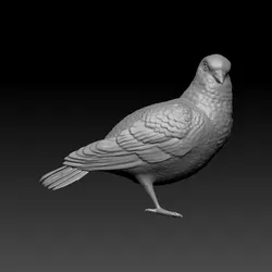 Pigeon Preening Pose 3D Model - Detailed Grooming Bird Sculpture