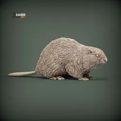 beaver