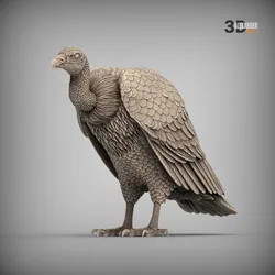 Condor
