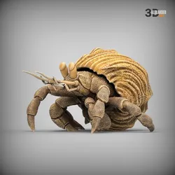 Hermit crab