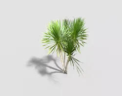 low poly tropical tree Low-poly 3D model