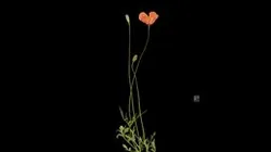 CC0 ナガミヒナゲシ Long-headed Poppy, Papaver dubium