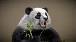 Giant Panda ( Eating bamboo )