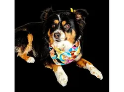 Our Dog Kiki!