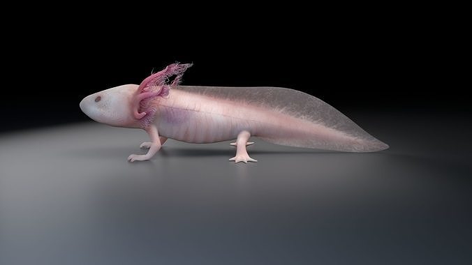 3d printed axolotl 3d models BAMAX